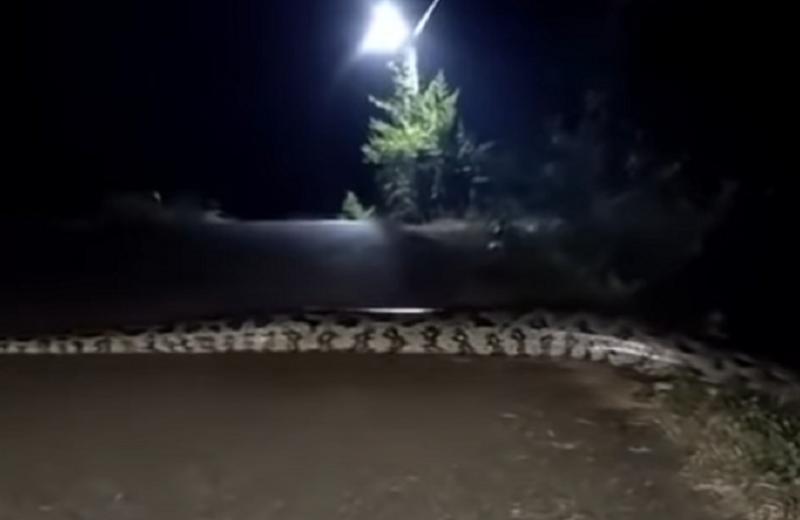 Captan a serpiente pitón en carretera de Hidalgo
