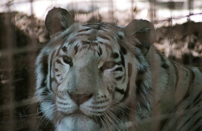 ¡Hasta la salsa aventaron! Tigre de bengala se mete a una taquería (+foto)
