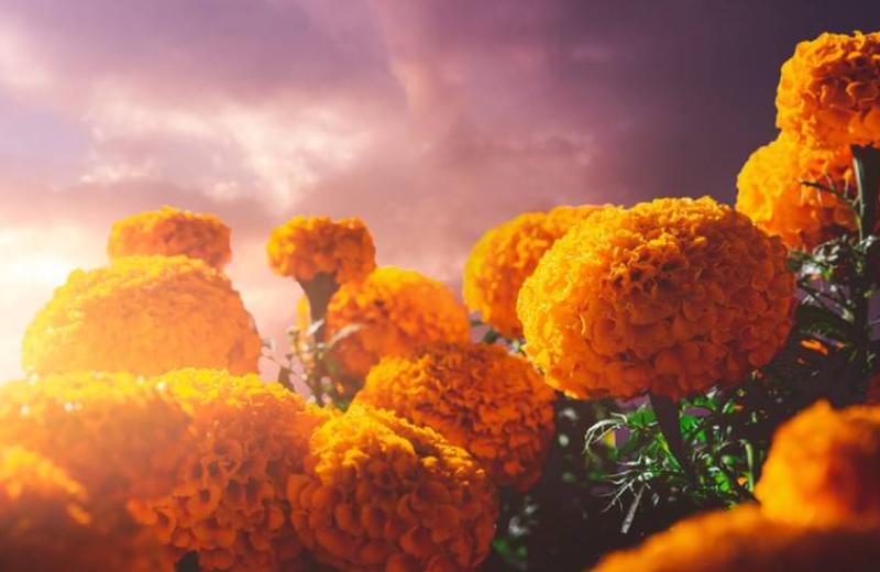 ¡Qué siempre no era mexicano, ahora el Cempasúchil es chino!