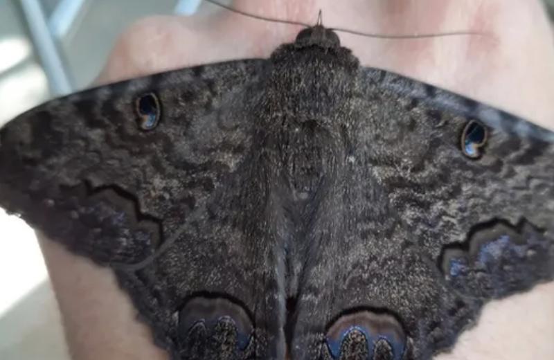 ¡Si ves está mariposa en tu casa no la mates! Checa aquí su significado