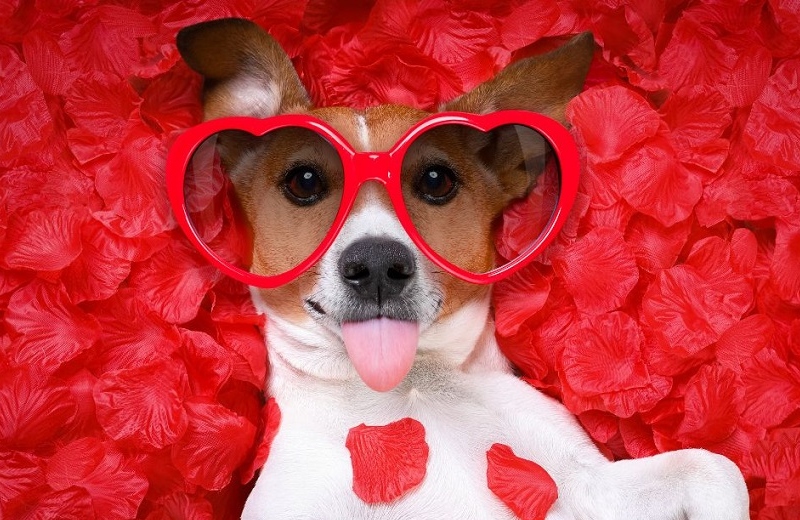 Hoy es Día del Perro; frases célebres para festejarlos