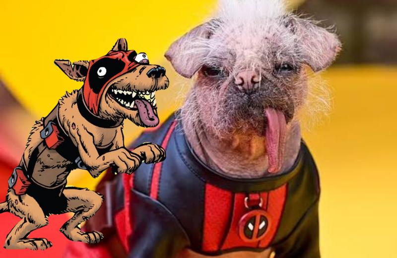 ‘Dogpool’ la perrita ‘Peggy’ que se robó Deadpool 3 (+Video) 