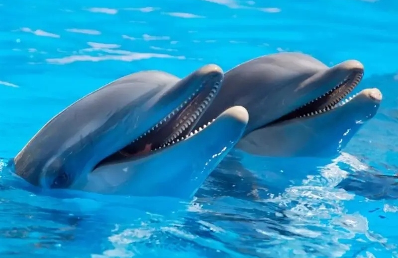 ¿Sabías que los delfines se sonríen entre ellos mientras juegan?