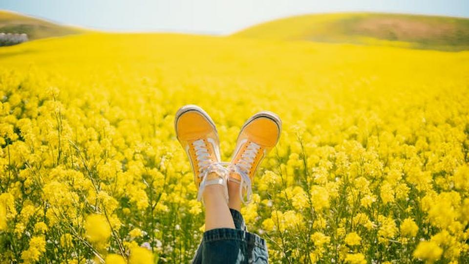Día de Las Flores Amarillas