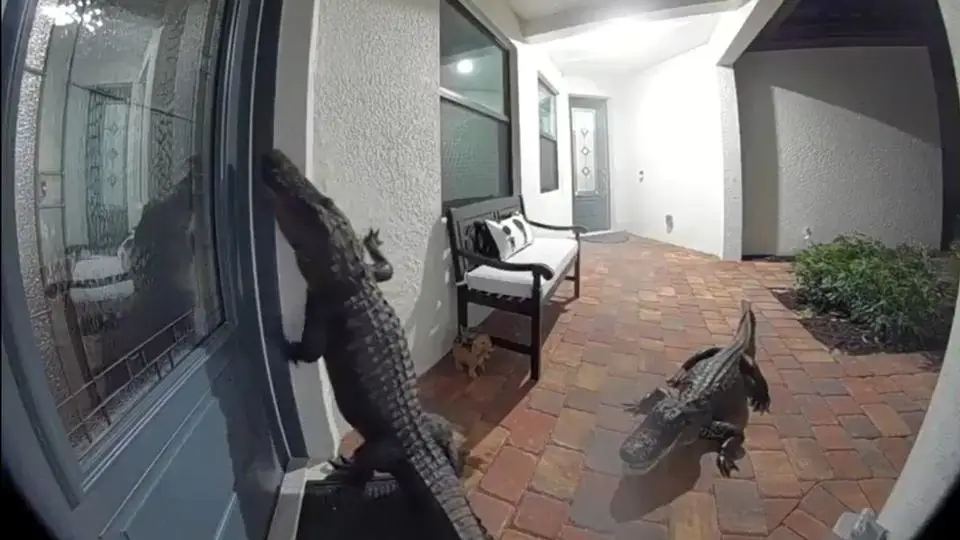Cocodrilos llegan a domicilio y tocan el timbre (+VIDEO)