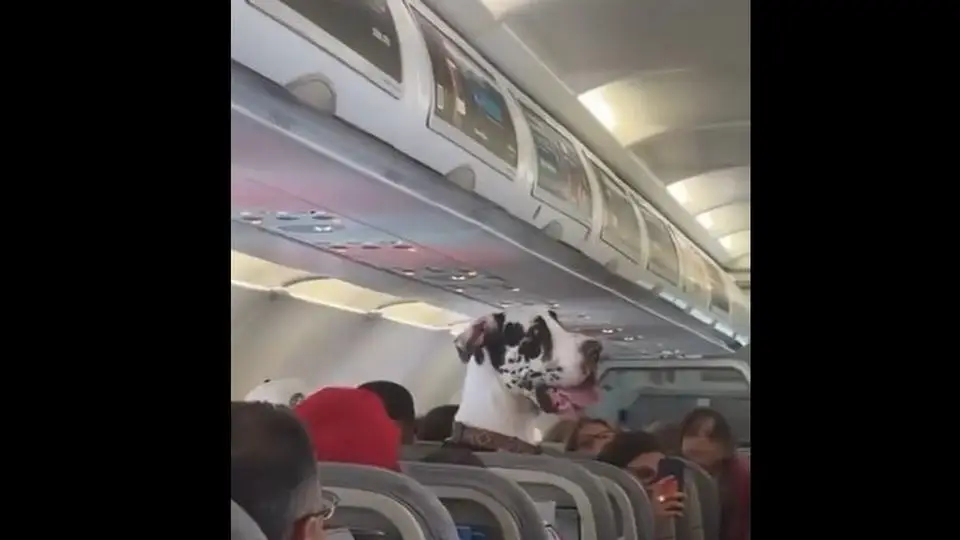 Sorprende enorme perro sentado en vuelo de CDMX a Puerto Vallarta