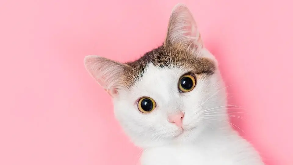 Hoy es el Día Internacional del Gato ¿Por qué se celebra?