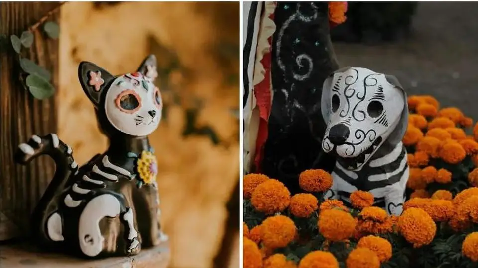 El 27 de octubre es el día las mascotas fallecidas (+VIDEO