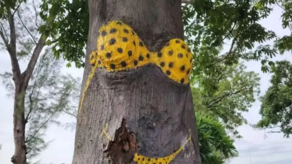 El viento arranca de raíz el Famoso Árbol del Bikini en Veracruz ¿Fake o real?