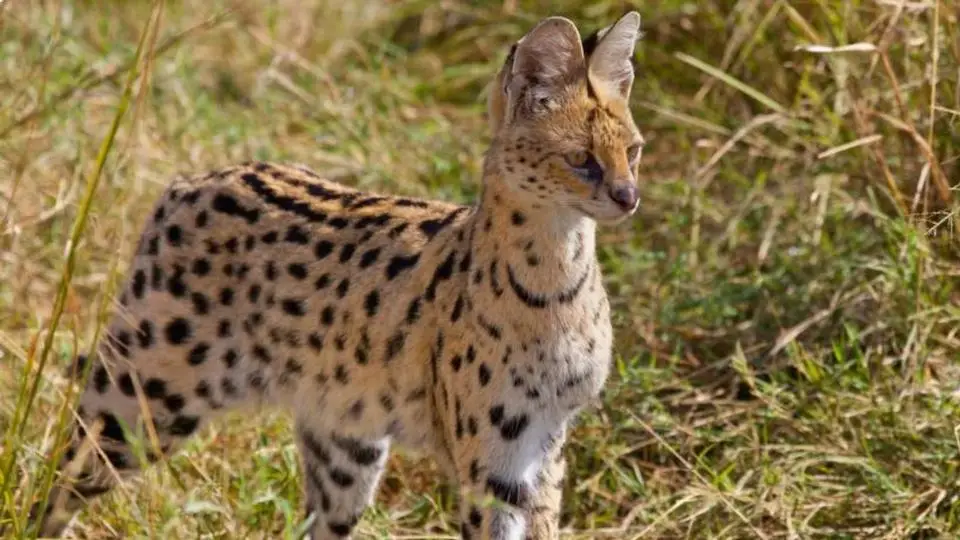 Michi salvaje escapa en zona de la Riviera Veracruzana (+Video)
