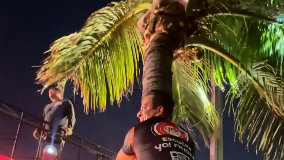 Se sube a una palmera para conseguir el saludo de Aaron Mercury (+VIDEO)