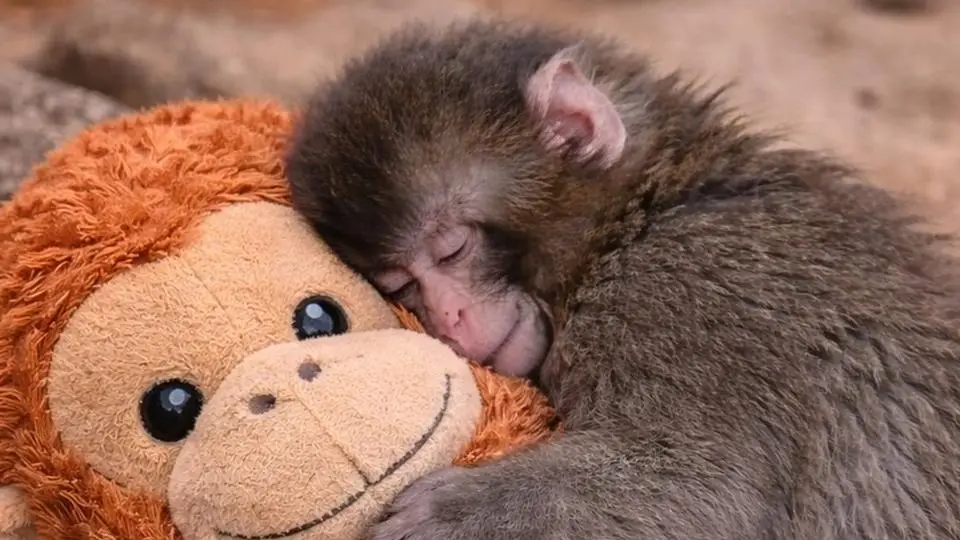 'Punch' enternece y se adueña de las redes sociales ¡Esta es su historia! 