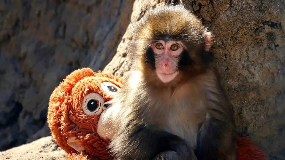 Punch: el monito que abrazó un peluche y terminó abrazando a su manada ¡Esta es su historia!
