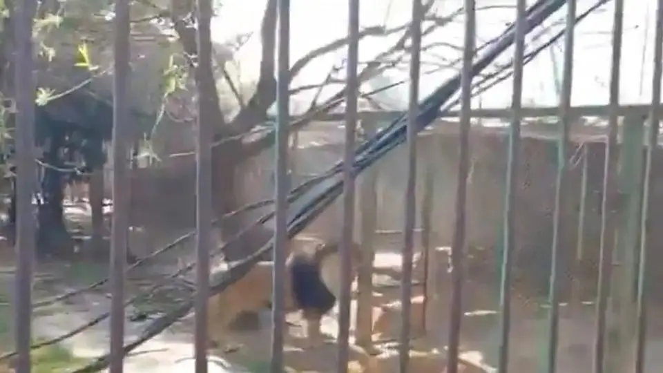 ¡Quiso jugar a ser domador, pero los leones no estaban de humor! (+videos)