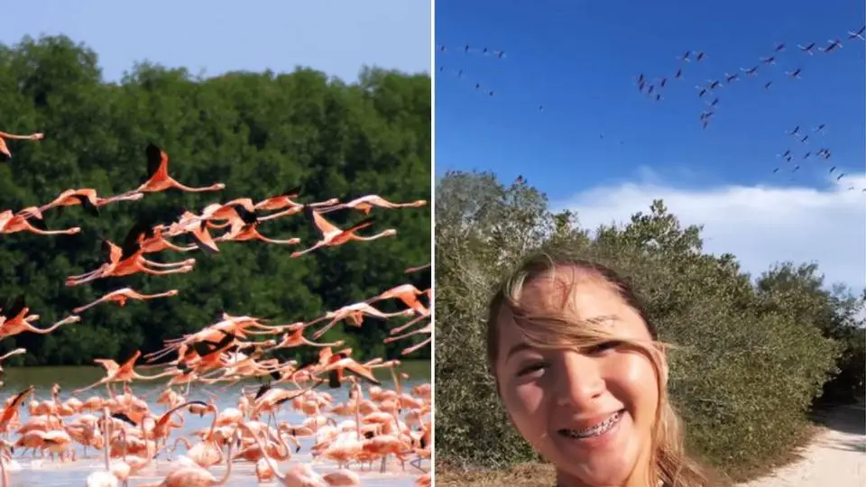 Influencer en el ojo del huracán por molestar flamencos en reserva natural de Yucatán