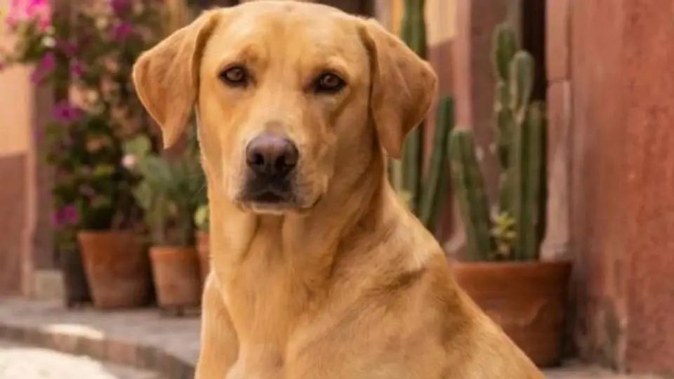 "Caramelo" La Nueva Raza de Perro Mexicano