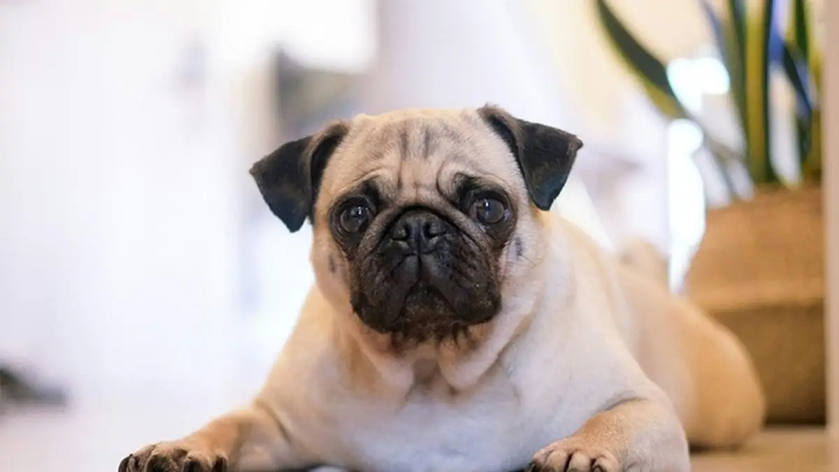 Día Mundial del Perro: ¡Los más amados del hogar!